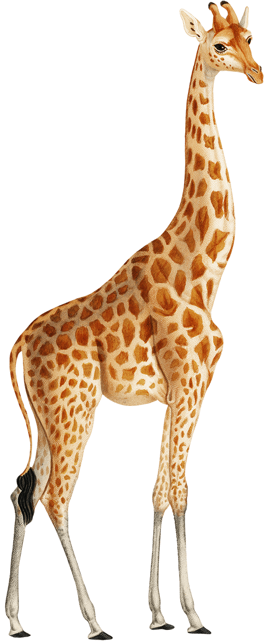 H&L giraffe