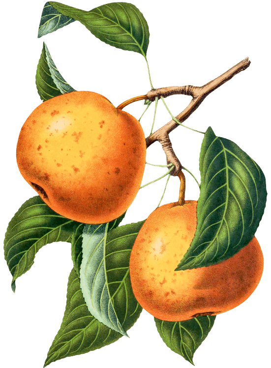 H&L oranges (1)
